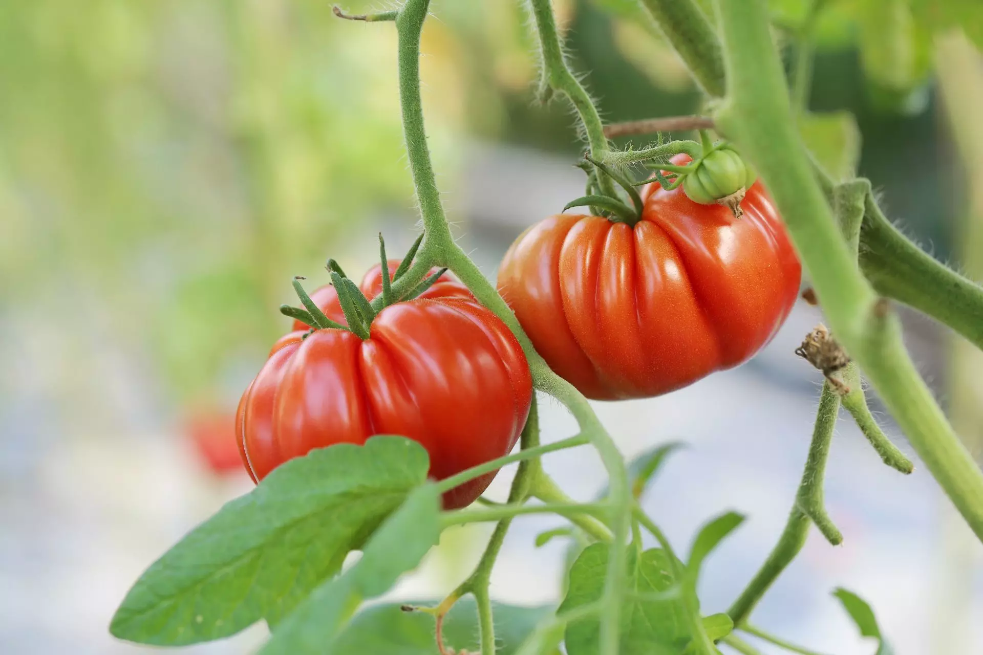 Allergia al pomodoro