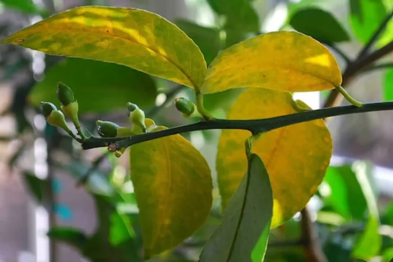 Limone foglie gialle
